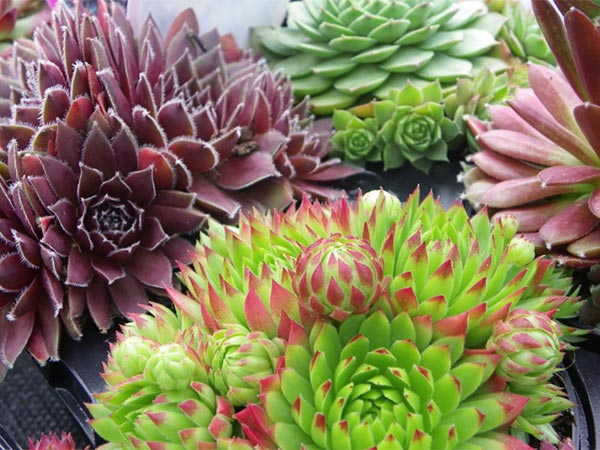 close-up image of Alpines & rockery plants