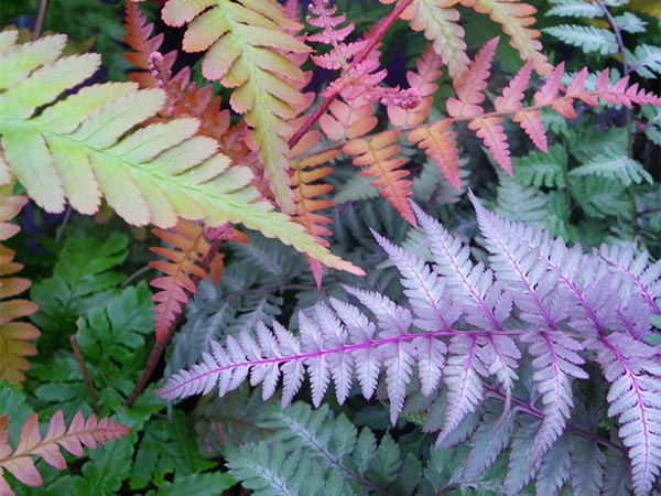 close-up image of colourful fern leaves