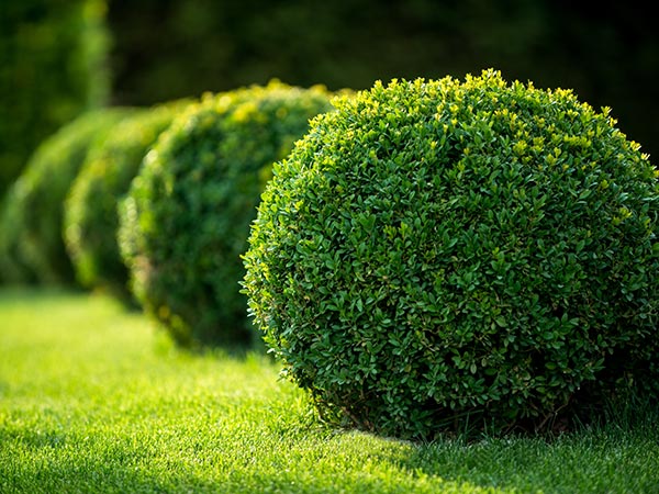 photo of grass and box hedge shaped into small spheres